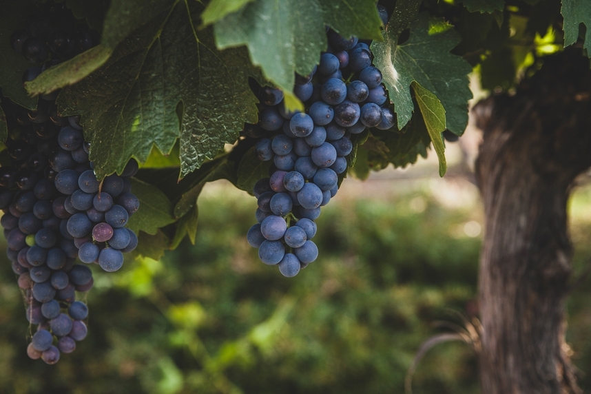 Production de vin de Shiraz dans le monde